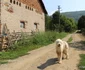 Valea Geoagiului Foto Daniel Guță ADEVĂRUL (12) JPG