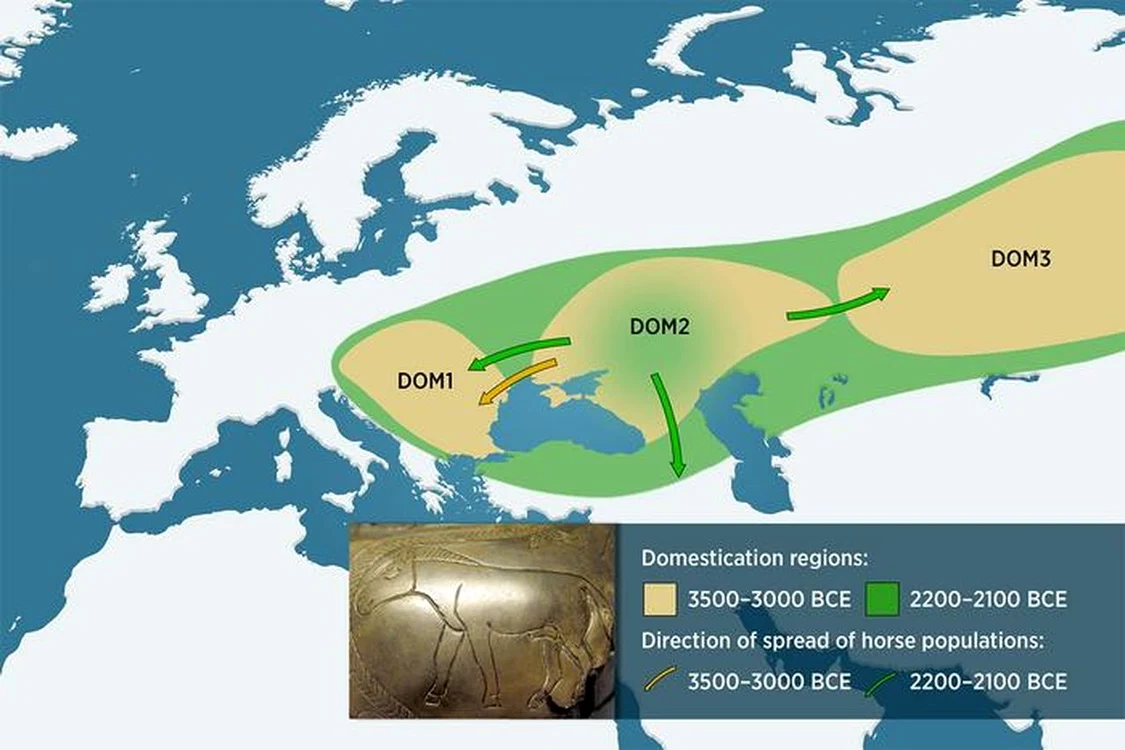 Dovezile arheologice, osteo-zoologice și ADN, dezvăluie existența a trei populații distincte de cai – DOM1, DOM2 și DOM3 – care se întindeau odată din Siberia de Vest până în Europa Centrală (© Jani Närhi)