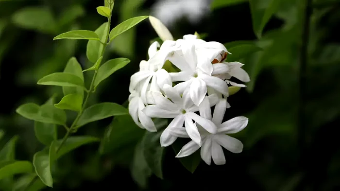 Ce floare ar trebui să pui pe terasă pentru a te putea bucura de un miros frumos toată vara