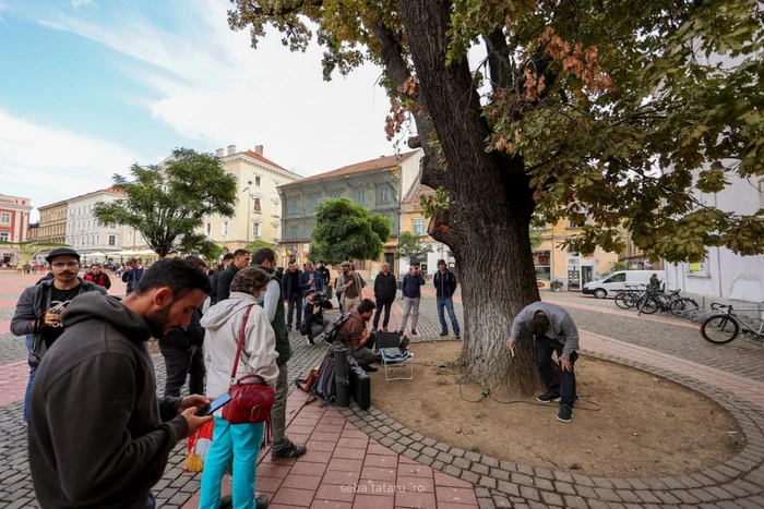 Arborele din Piaţa Libertăţii FOTO Seba Tătaru