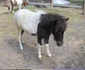 Poneiul a făcut pietre la rinichi din cauza pufuleţilor Foto