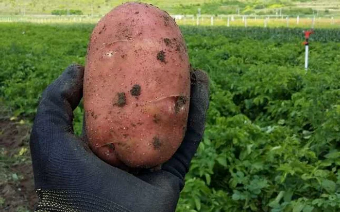 legume solarii tiur alba