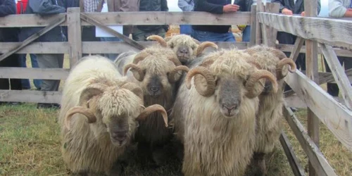 Bursa de berbeci de la Saliste