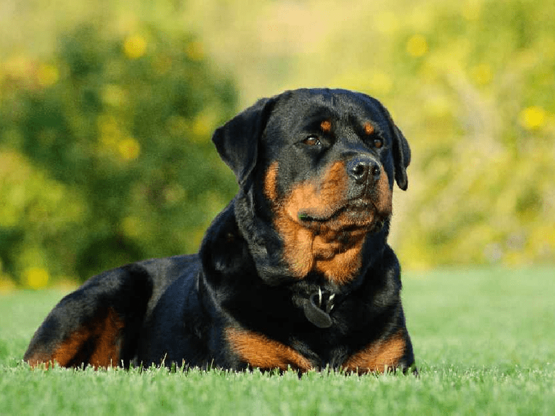 Femeie sfâșiată de un rottweilwer în Italia. Patrupedul nu s-a mișcat de lângă victimă 2 ore: niciodată nu s-a mai văzut așa ceva