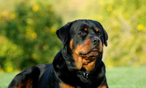 rottweiler jpeg