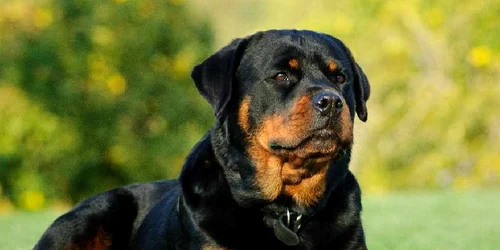 rottweiler jpeg