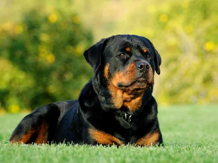 
    Rottweilerul este unul dintre cei mai puternici câini din lume Foto: animalepierdute.ro  