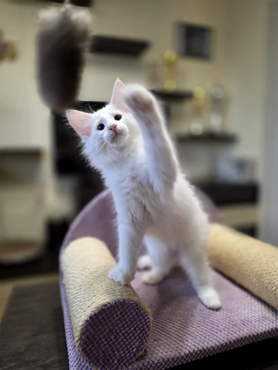 WILD FOREST'S QUEBRADITA jpg