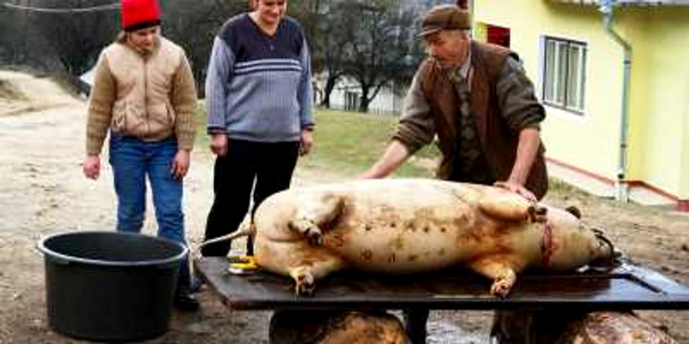 Cumpărarea unui porc, adevărată aventură în Dâmboviţa