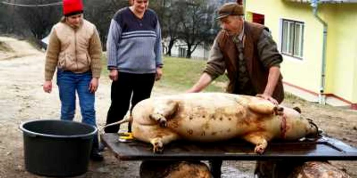 Cumpărarea unui porc, adevărată aventură în Dâmboviţa