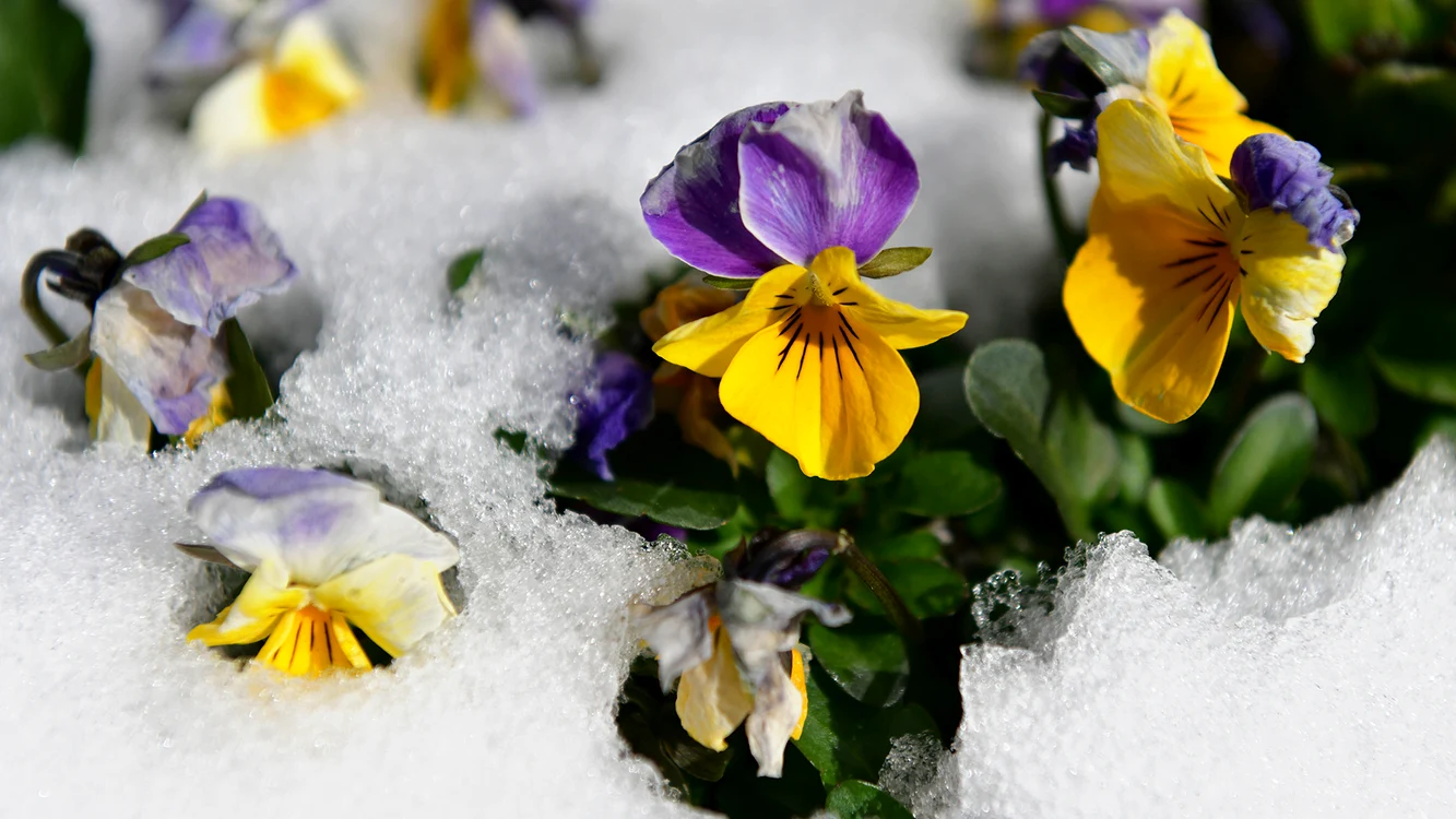 Plantele care se plantează în grădină în luna ianuarie