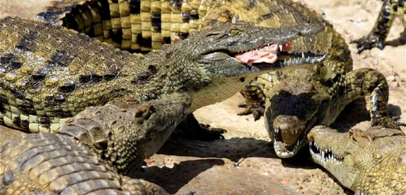 Câteva mii de crocodili au fost deja capturaţi FOTO The Telegraph