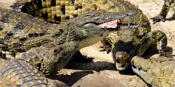 crocodili foto the telegraph