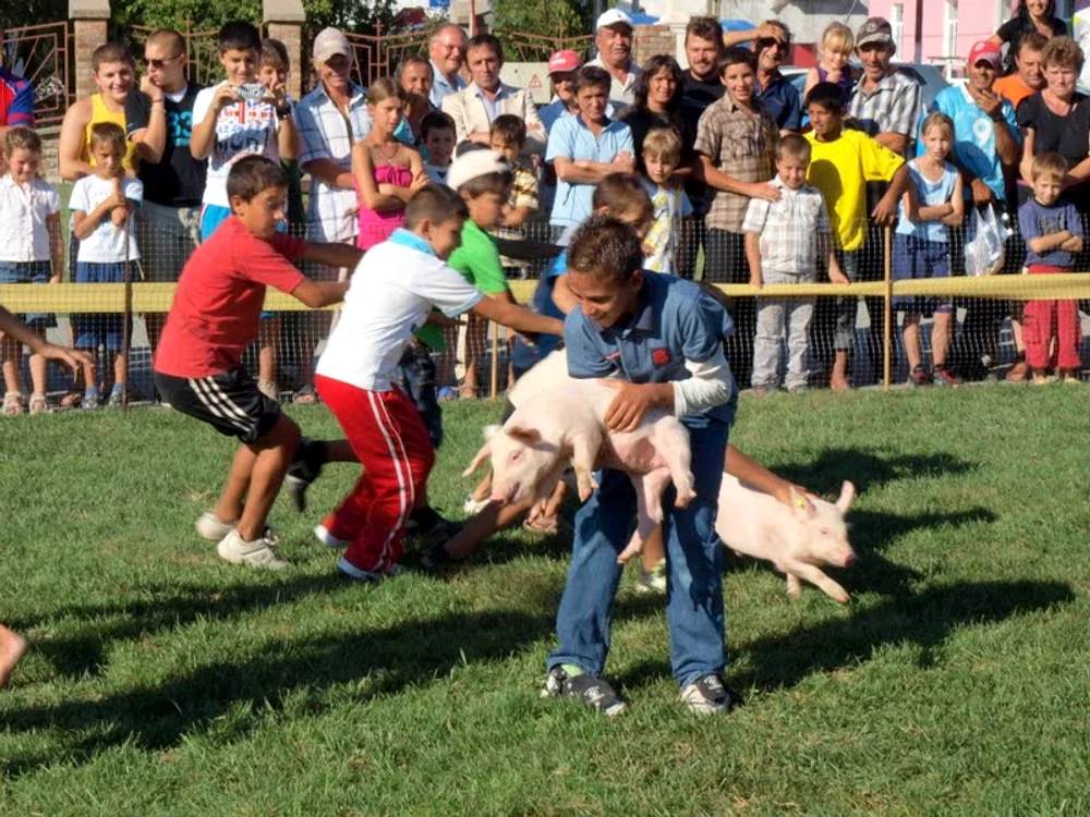Concurs de prins purcei 