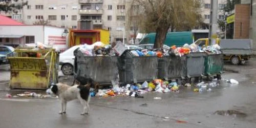 Tomberoanele sunt invadate de câini vagabonzi