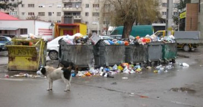 Tomberoanele sunt invadate de câini vagabonzi