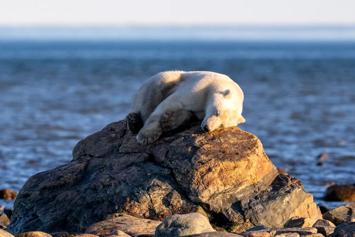 Ursul polar a tras un pui de somn (Foto: Profimedia)