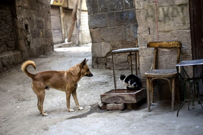 Sacandalul a pornit după ce câinele a omorât pisica Foto: arhivă Adevărul