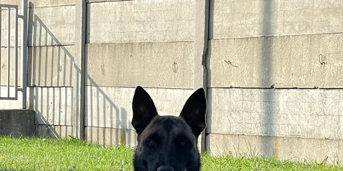 echipa canina Foto Autoritatea vamală Română (4) jpeg