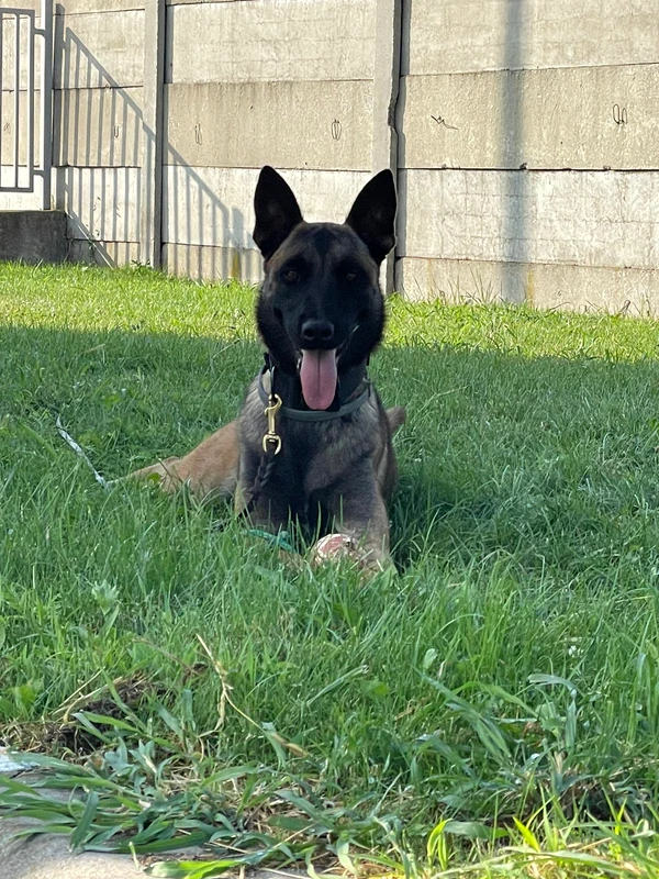 echipa canina Foto Autoritatea vamală Română (4) jpeg