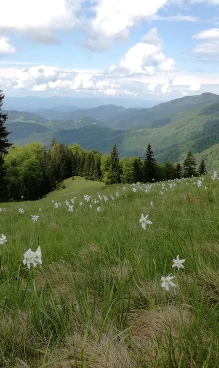 Poiana se află la peste 1.600 m altitudine FOTO Parcul Natural Muntii Maramuresului