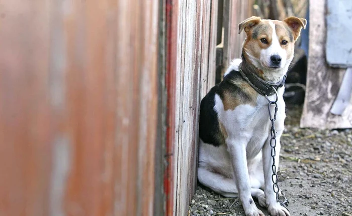 50 de câini şi 30 de pisici aşteaptă să fie adoptaţi