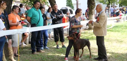 Concurs de frumusete canina