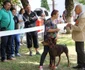 Concurs de frumusete canina