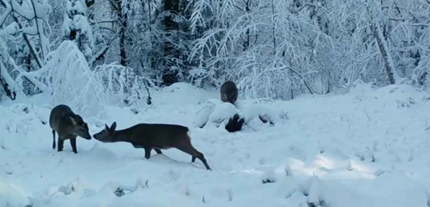 FOTO/VIDEO WILD CS
