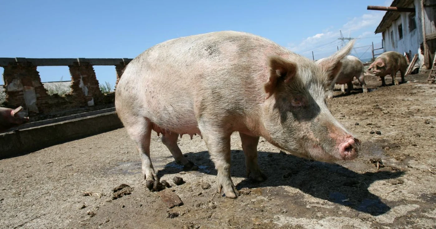 Ferma de porci