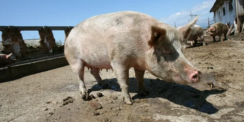 Ferma de porci