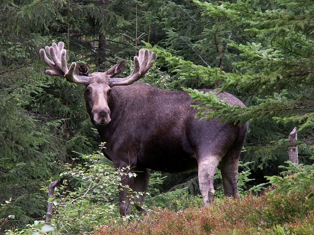 Elanul, specie dispărută FOTO: Wikipedia