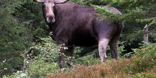 elanul jpg