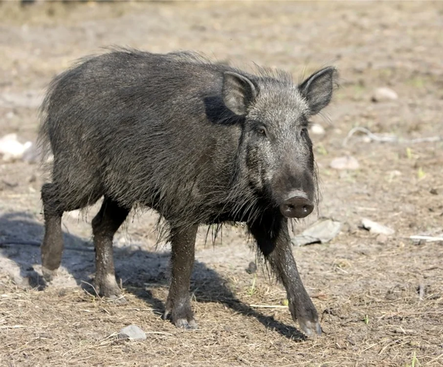 
    Direcţia Sanitar Veterinară Suceava a identificat un porc mistreţ radioactiv în judeţul Suceavafoto simbol  