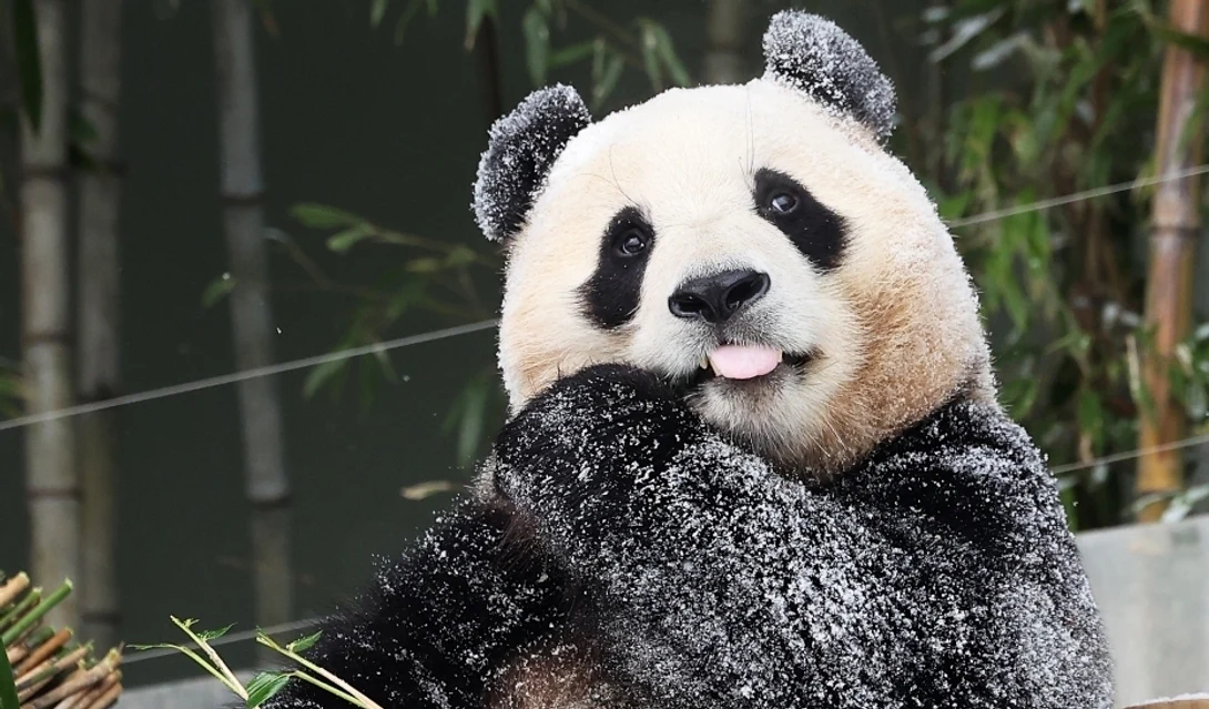 Urs Panda. FOTO China News