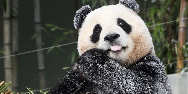 panda China News jpg