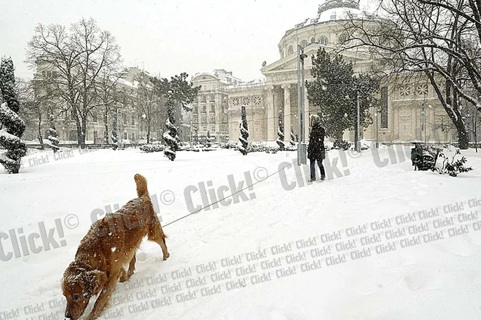 Puştii s-au distrat  copios la săniuş (Fotografii: Dorin Constanda, Vlad Eftenie/Mediafax)
