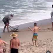 muscat de rechin cand il elibera, captura video jpg