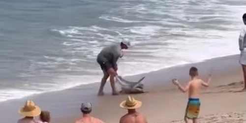 muscat de rechin cand il elibera, captura video jpg