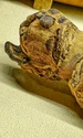 mummy curse behind the trade 1 jpg
