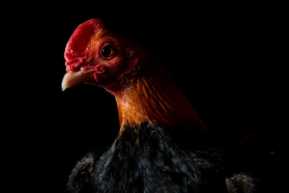 Un exemplar de Cocoşel Roşu este fotografiat la Salonul Naţional de păsări de curte în Telford Anglia FOTO Guliver / Getty Images / Leon Neal