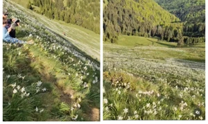 BeFunky collage   2026 03 18T181951 079 jpg