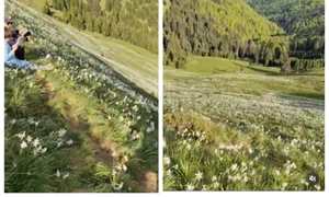 BeFunky collage   2026 03 18T181951 079 jpg