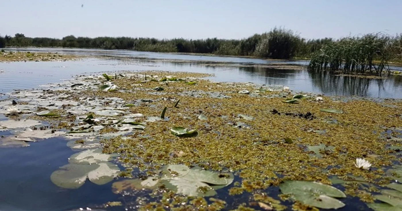 Turiştii trebuie să ţină cont că Delta Dunării este Rezervaţie Naturală   FOTO Călin Gavrilaş