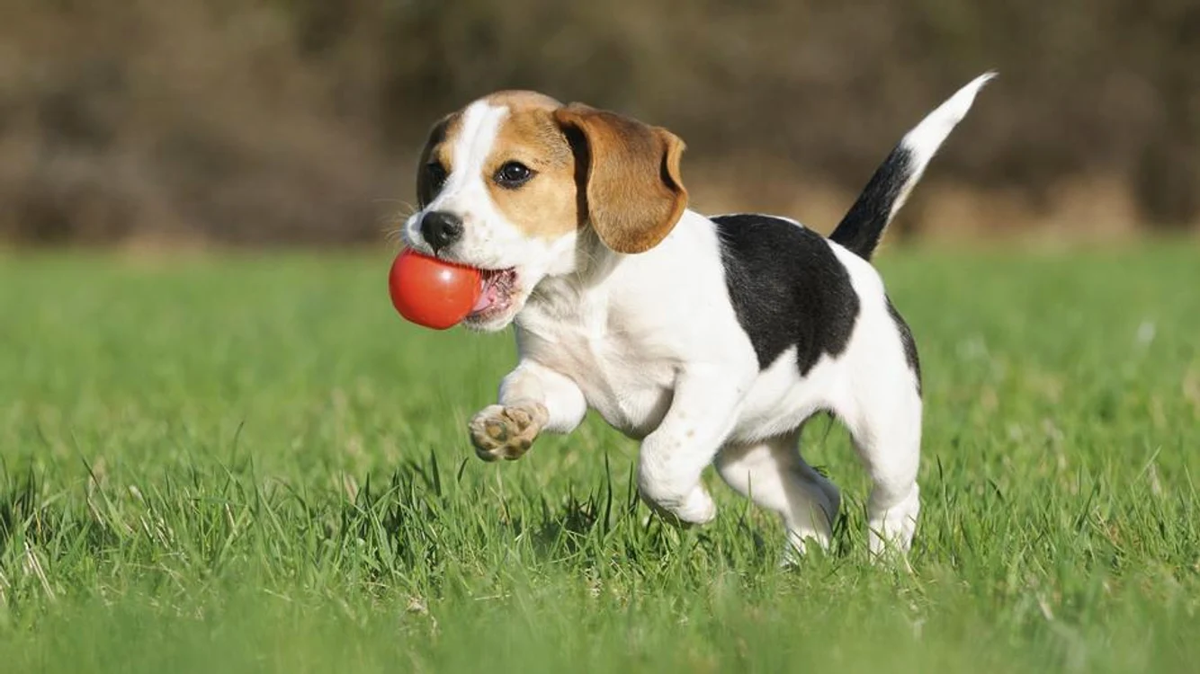 
    Click! îţi spune totul despre câinele Beagle, informaţii şi sfaturifoto: animalpenet.ro  