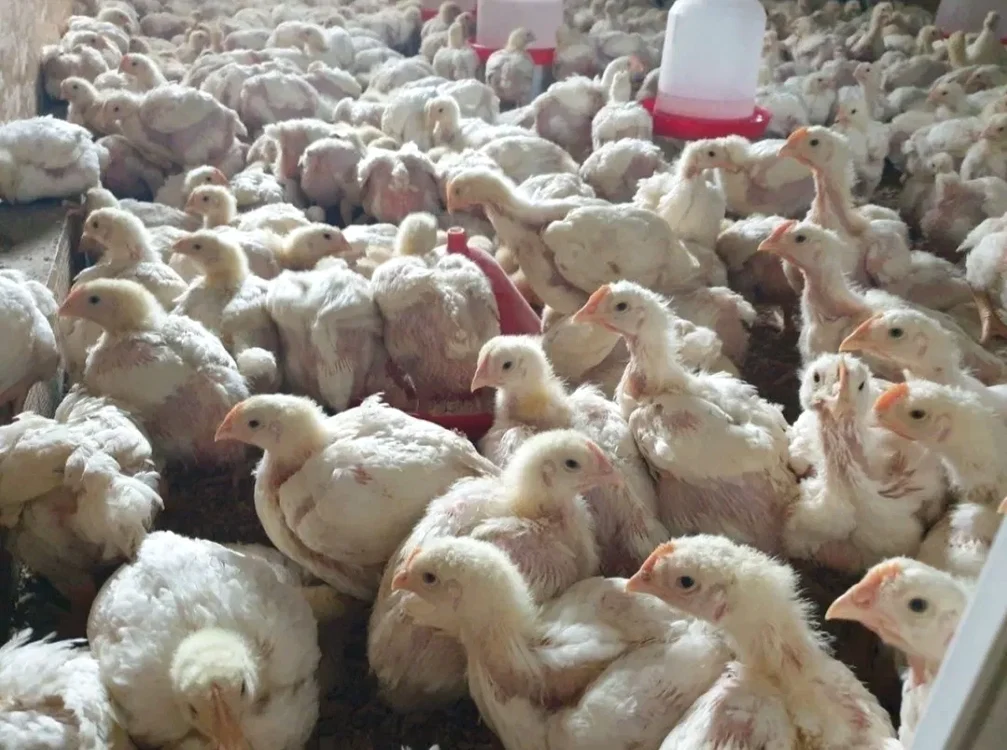 Puii broiler nu sunt buni pentru consum. 