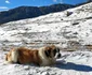A nins în Munții Bucegi, la înălțimi mari. FOTO Tibi Vîlciu
