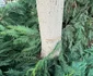 Arbori tăiați peste noapte în Deva Foto Primăria Deva (6) jpg