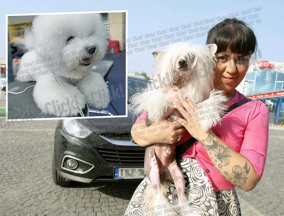 
    Hakan are 8 ani,  este un Chinese  Crested şi a câştigat  „Bucharest Veteran”  