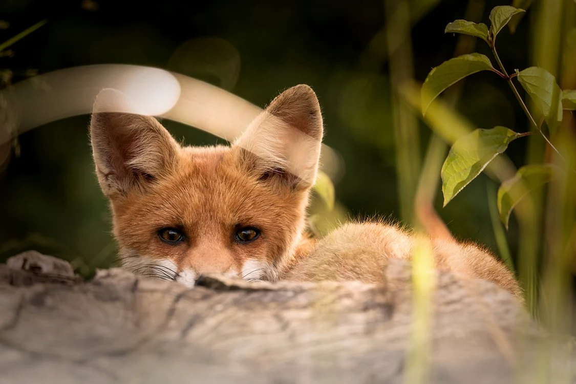 little fox 2093053 960 720 jpg jpeg